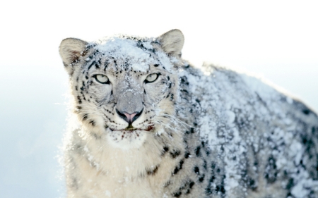 apple-snow-leopard-wallpapers-outed-24